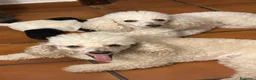 Caniche Enano perros en venta: Última hembra - Anuncio 1