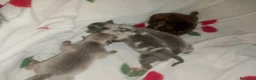 Raza Mixta perros en venta: Camada de Greyhuahua  - Anuncio 2