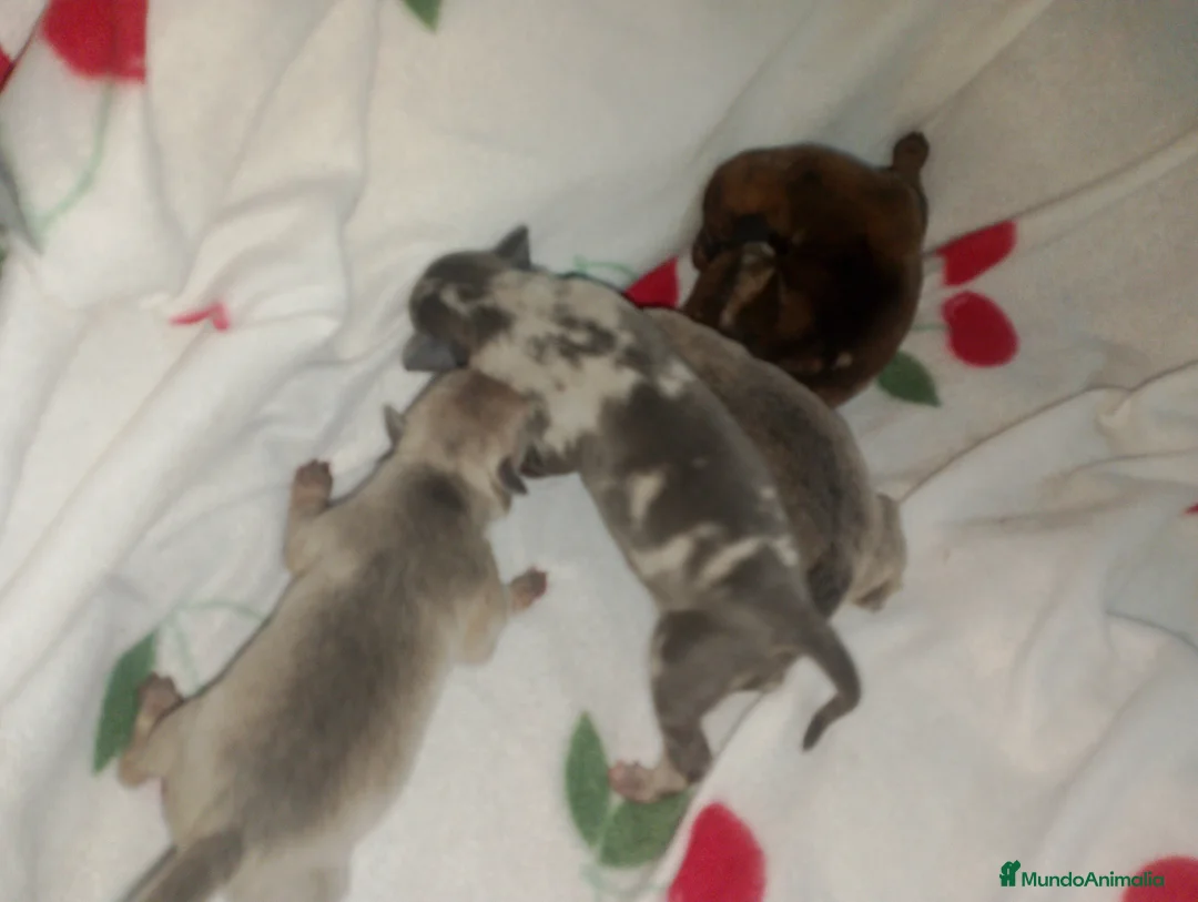Raza Mixta perros en venta: Camada de Greyhuahua  - Anuncio 2