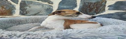 Whippet perros en venta: Whippet hembra - Anuncio 6