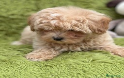 Maltipoo perros en venta: MALTIPOO TOY DISPONIBLES - Imagen 8