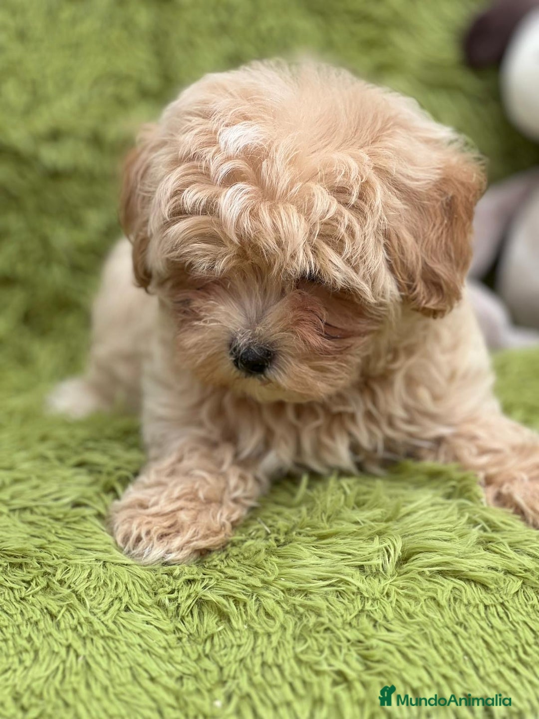 Maltipoo perros en venta: MALTIPOO TOY DISPONIBLES - Imagen 8