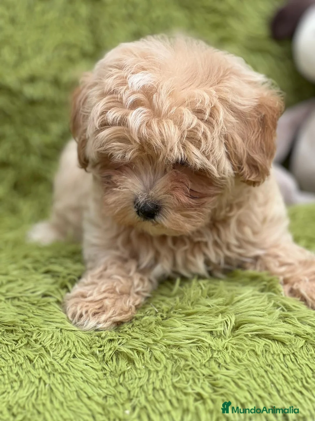 Maltipoo perros en venta: MALTIPOO TOY DISPONIBLES - Anuncio 8
