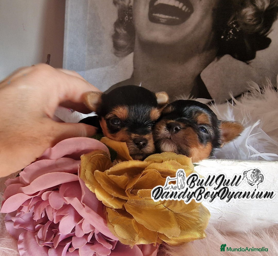 Yorkshire Terrier perros en venta: Disponible en Vizcaya - Imagen 9