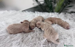 Maltipoo perros en venta: MALTIPOO MACHOS - Imagen 14