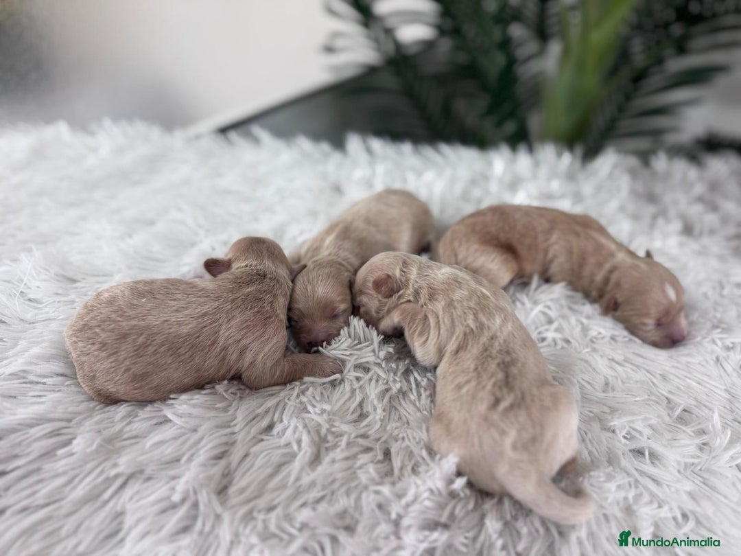 Maltipoo perros en venta: MALTIPOO MACHOS - Imagen 14