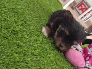 Yorkshire Terrier perros Precioso yorkshire mini toy - Anuncio 1