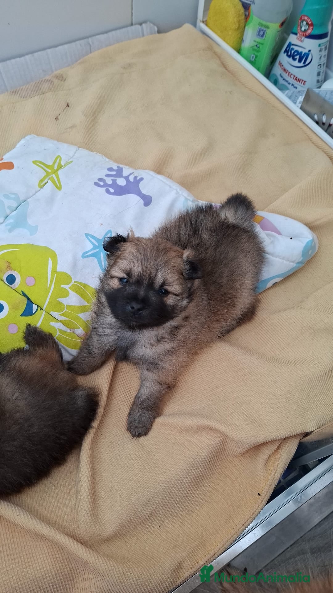 Pomerania perros  Cachorros de pomerania! - Anuncio 17