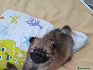 Pomerania perros Cachorros de pomerania! - Anuncio 7