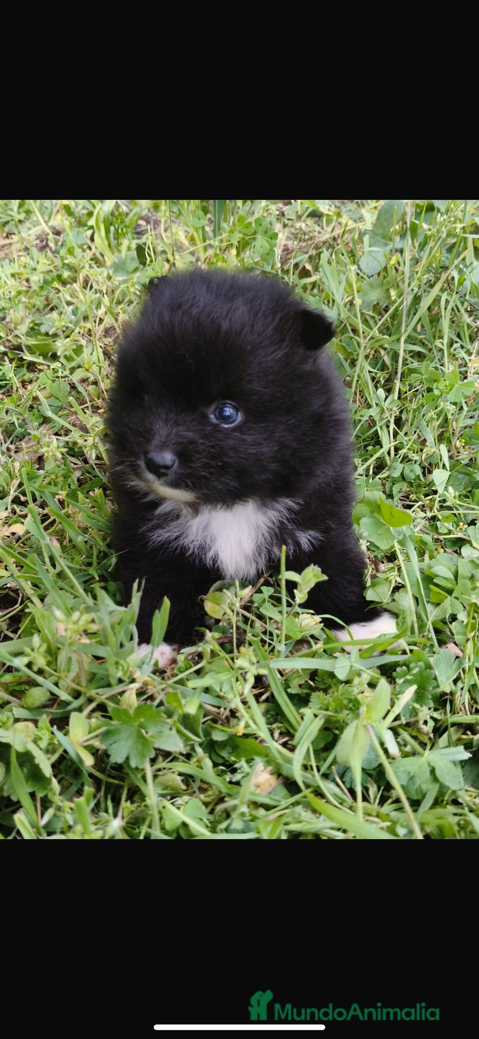 Pomerania perros en venta: pomerania  - Anuncio 30