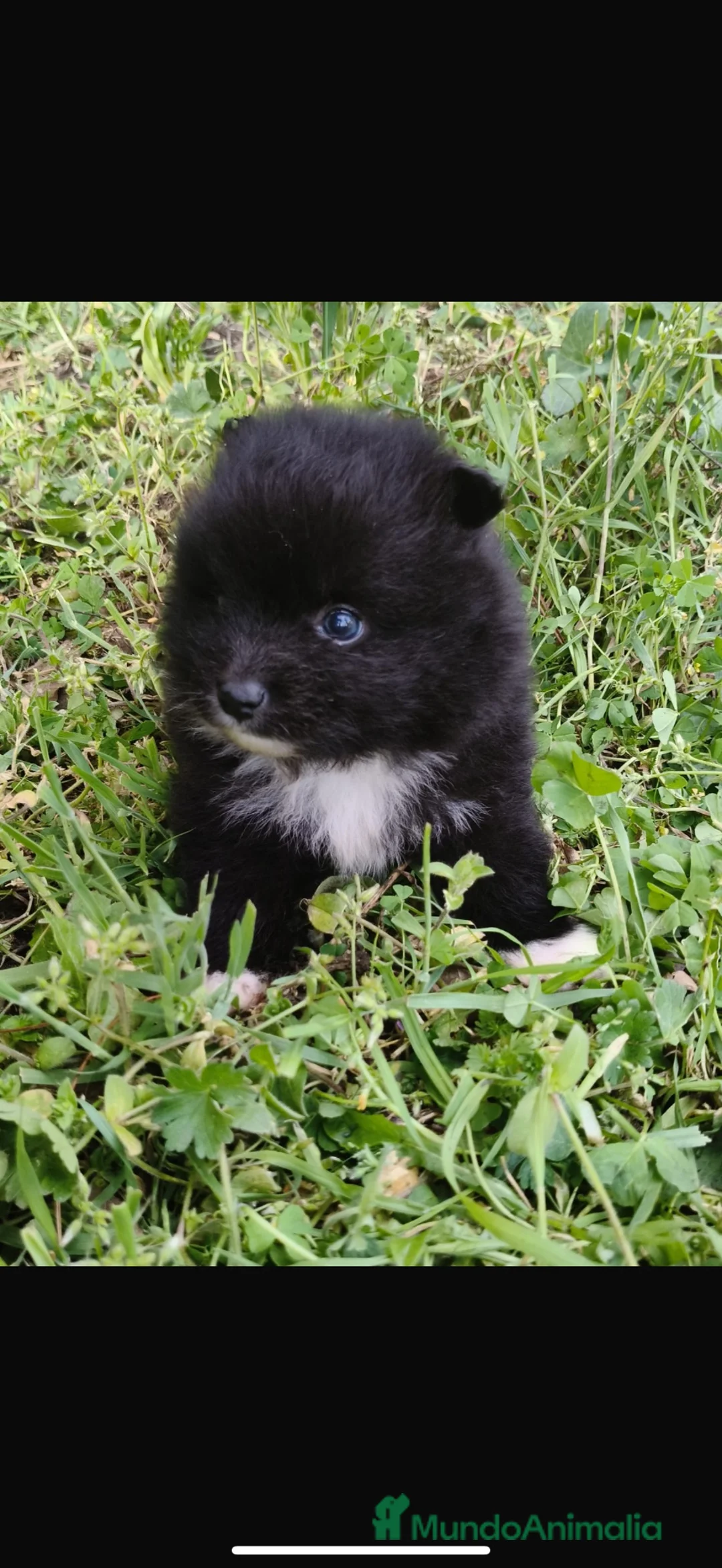 Pomerania perros en venta: pomerania  en Pontevedra - Anuncio 2