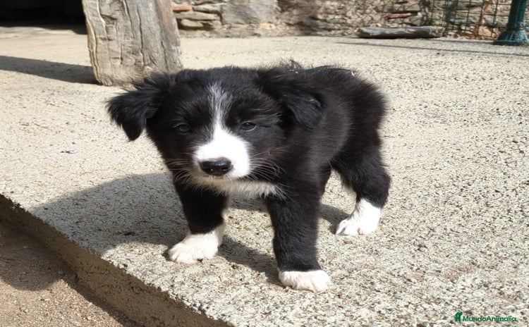 Border Collie perros - Anuncio 1