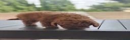 Caniche Toy perros en venta: Caniches rojos disponibles - Anuncio 8