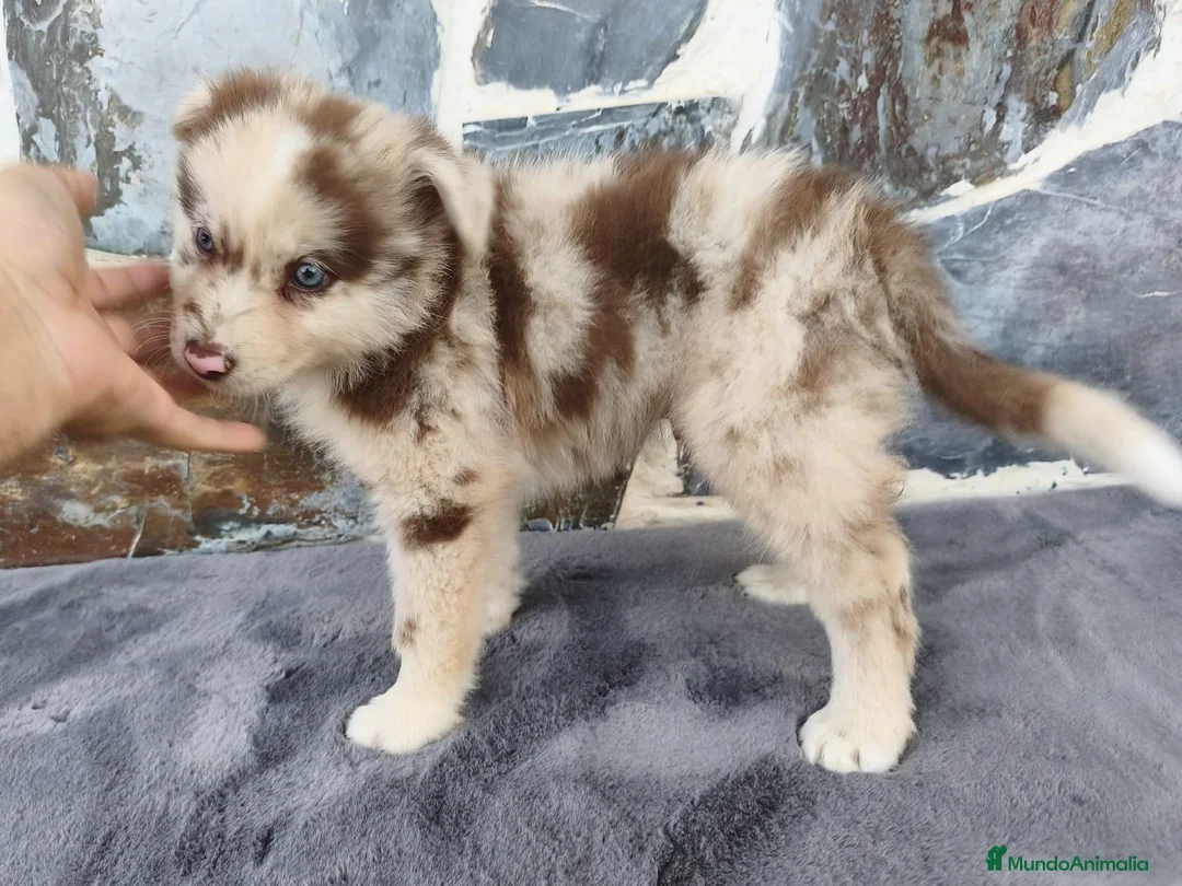 Raza Mixta perros en venta: BORDERPOM (BORDER COLLIE + POMERANIA) - Anuncio 2