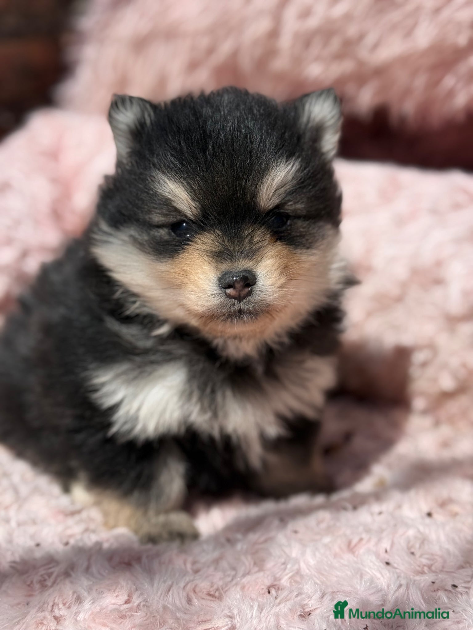 Pomsky perros Pomsky ojos azules  - Anuncio 1