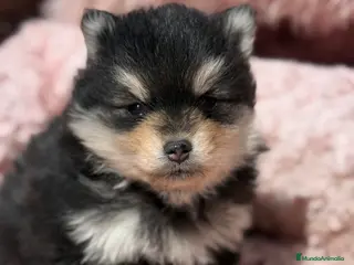 Pomsky perros Pomsky ojos azules - Anuncio 2