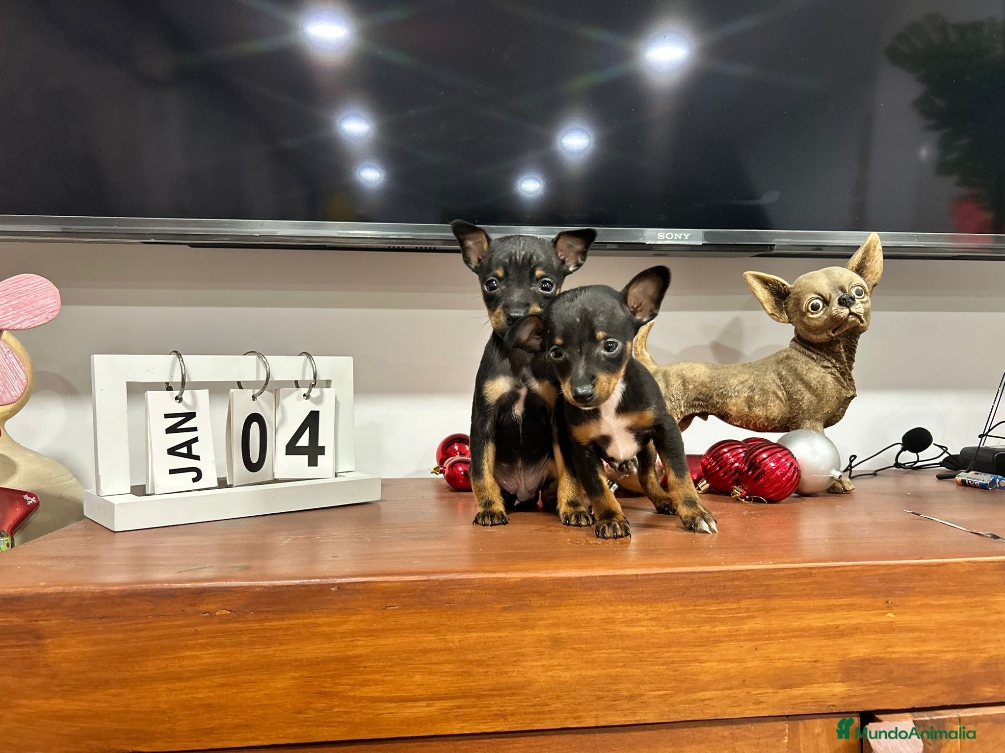 Ratón de Praga perros Ratón de Praga  - Anuncio 2