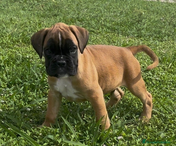 Boxer perros Precioso Macho BOXER - Anuncio 1