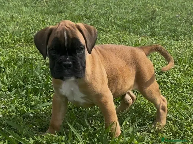 Boxer perros Precioso Macho BOXER - Anuncio 1