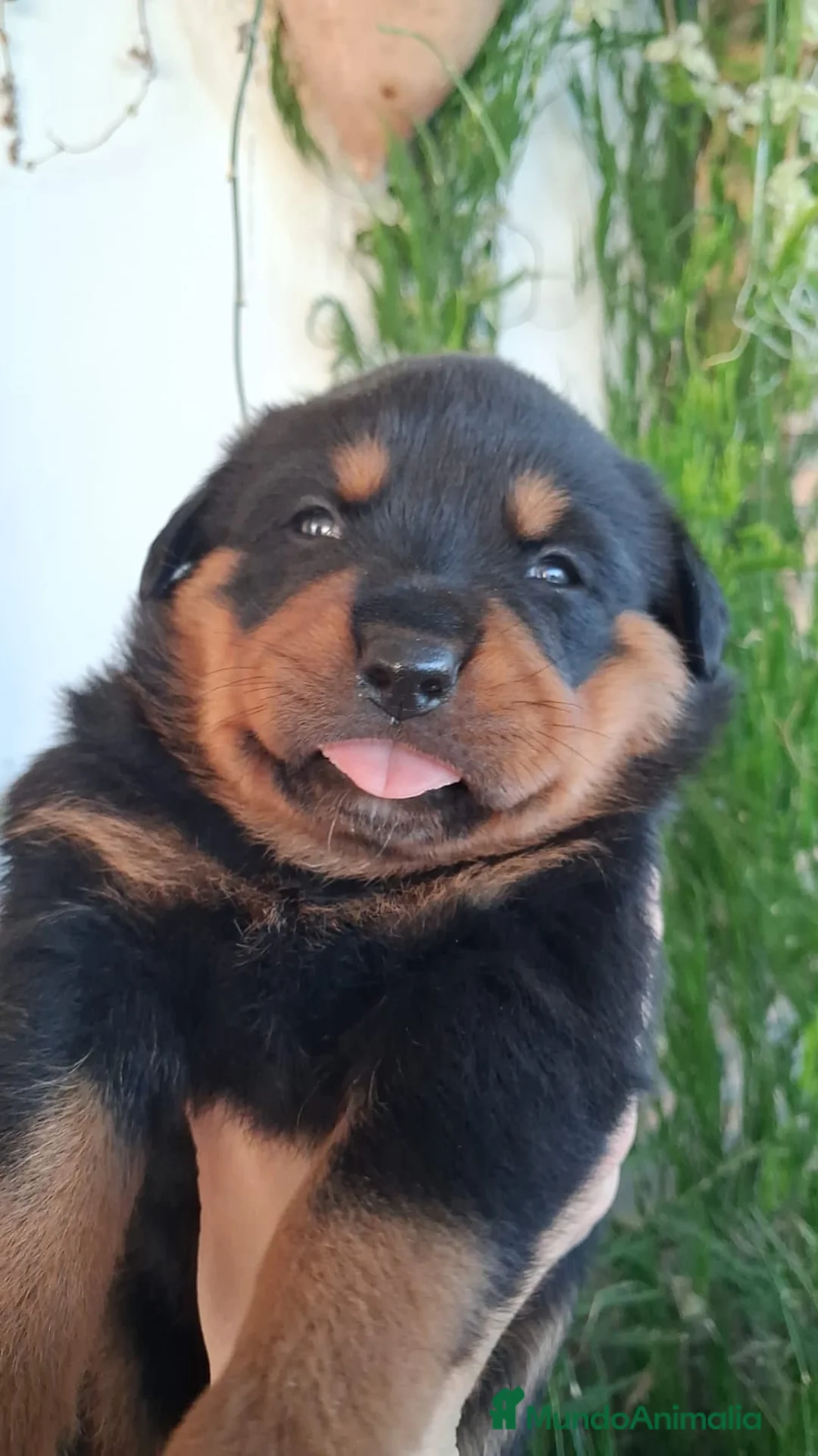 Rottweiler perros en venta: Rottweiler  - Anuncio 4