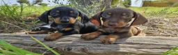 Teckel Miniatura perros en venta: Teckel kanichen precio real - Anuncio 3