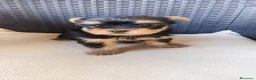 Yorkshire Terrier perros en venta: Cachorras - Anuncio 2