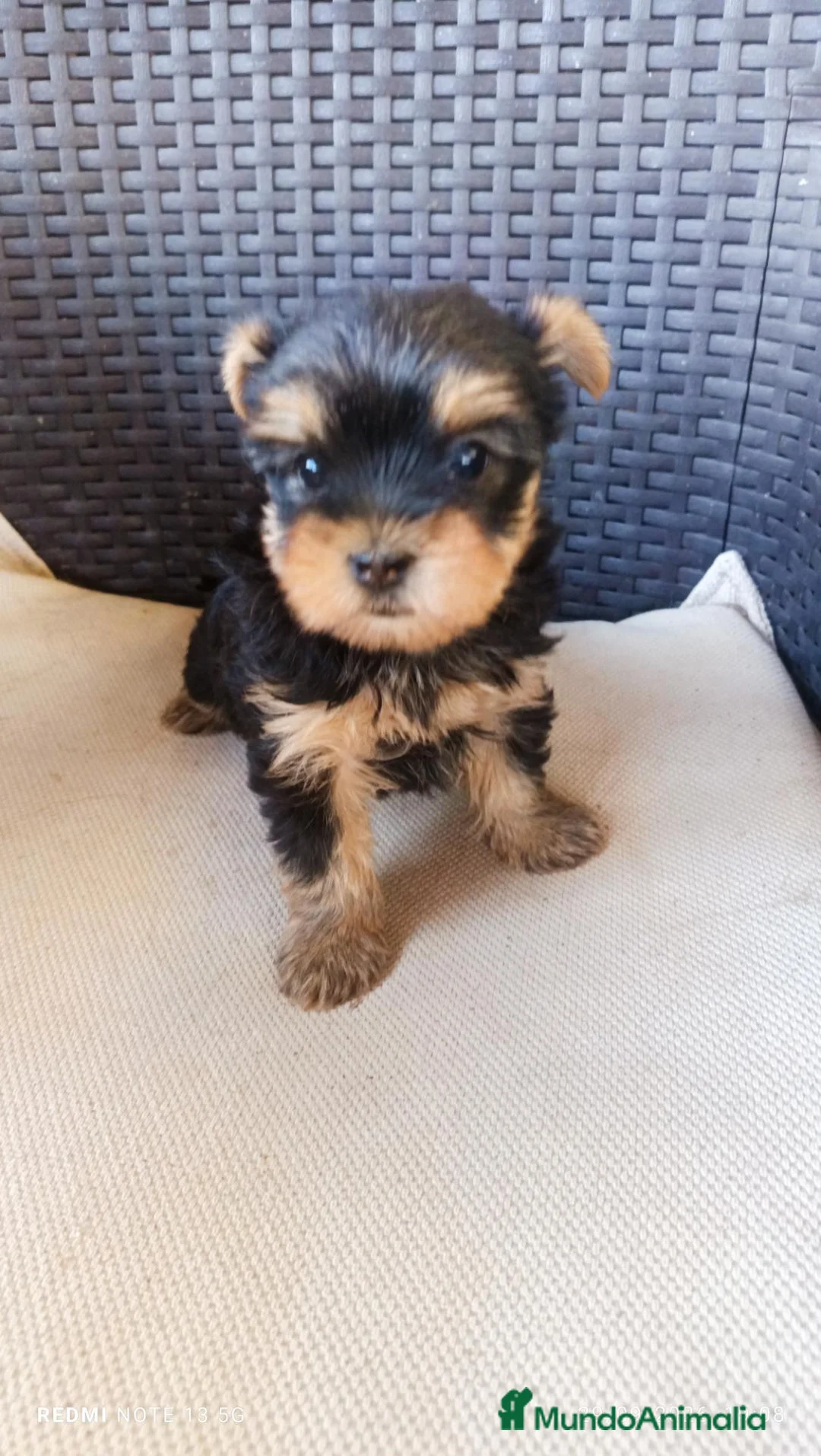 Yorkshire Terrier perros en venta: Cachorras - Anuncio 2