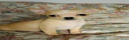 Chihuahua perros en venta: CHIHUAHUA - Anuncio 3
