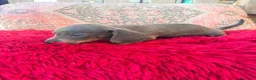 Teckel Miniatura perros en venta: Teckel kaninchen  - Anuncio 6