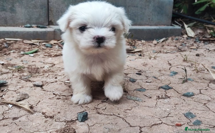 Bichón Maltés perros - Propaganda 2