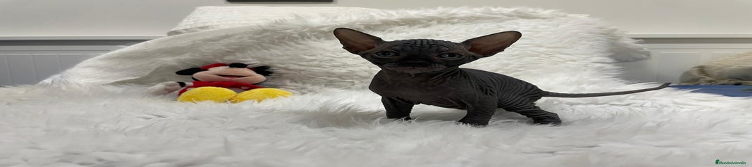 Sphynx Gatito 3