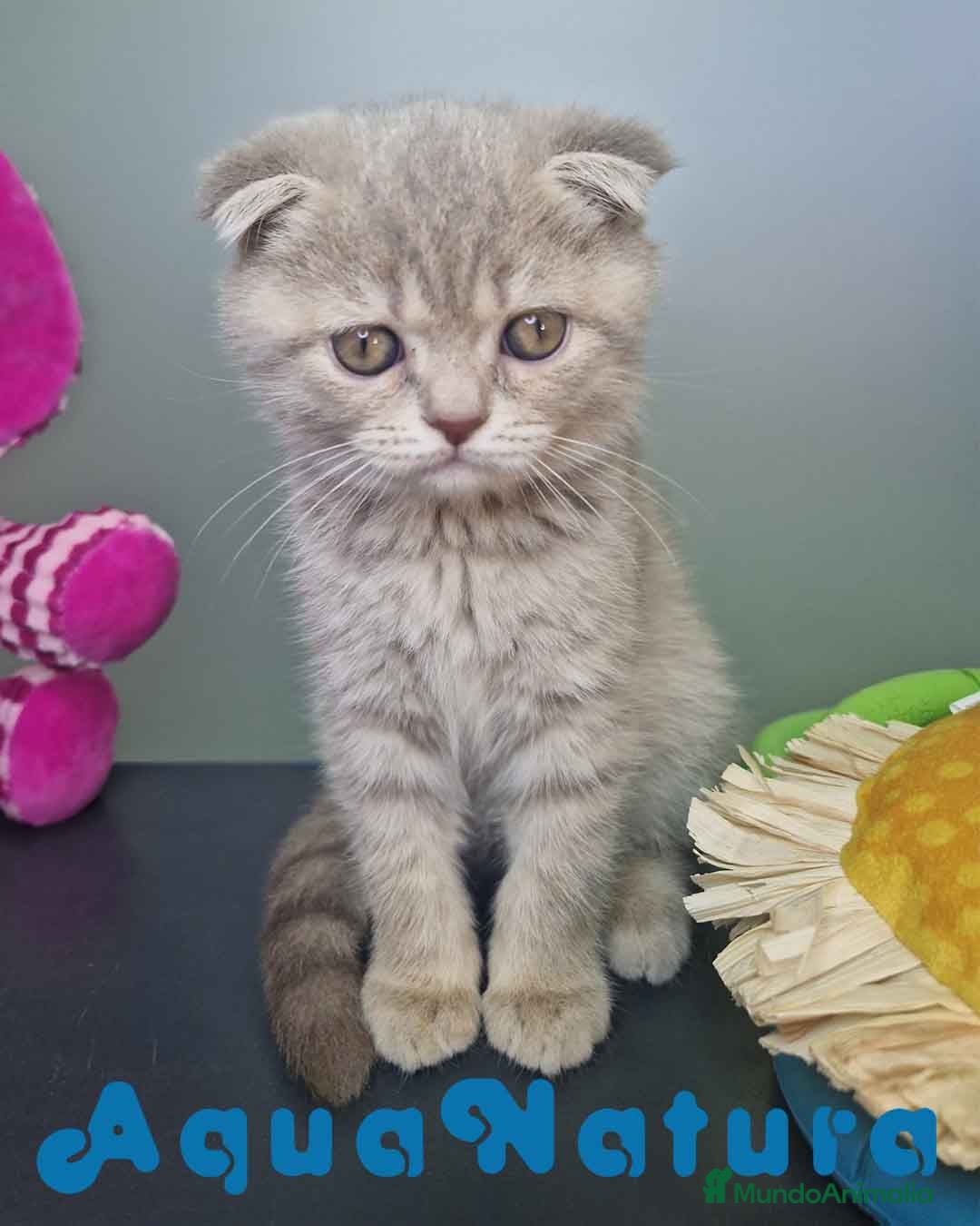 Scottish Fold gatos en venta: Scottish Fold Macho 7913 AQUANATURA - Imagen 6