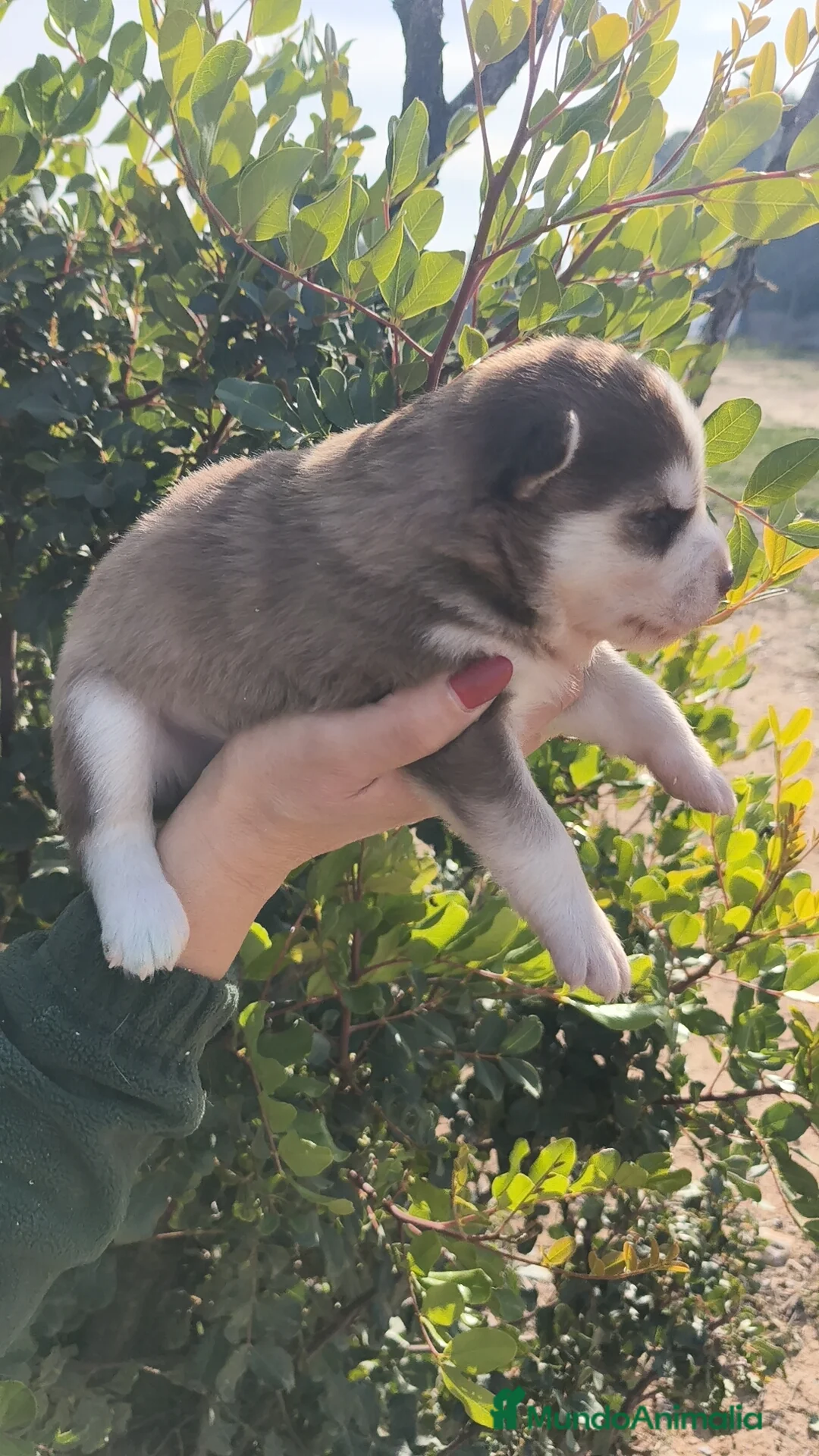 Husky Siberiano perros en venta: Husky SIBERIANO Macho y Hembra  - Anuncio 5