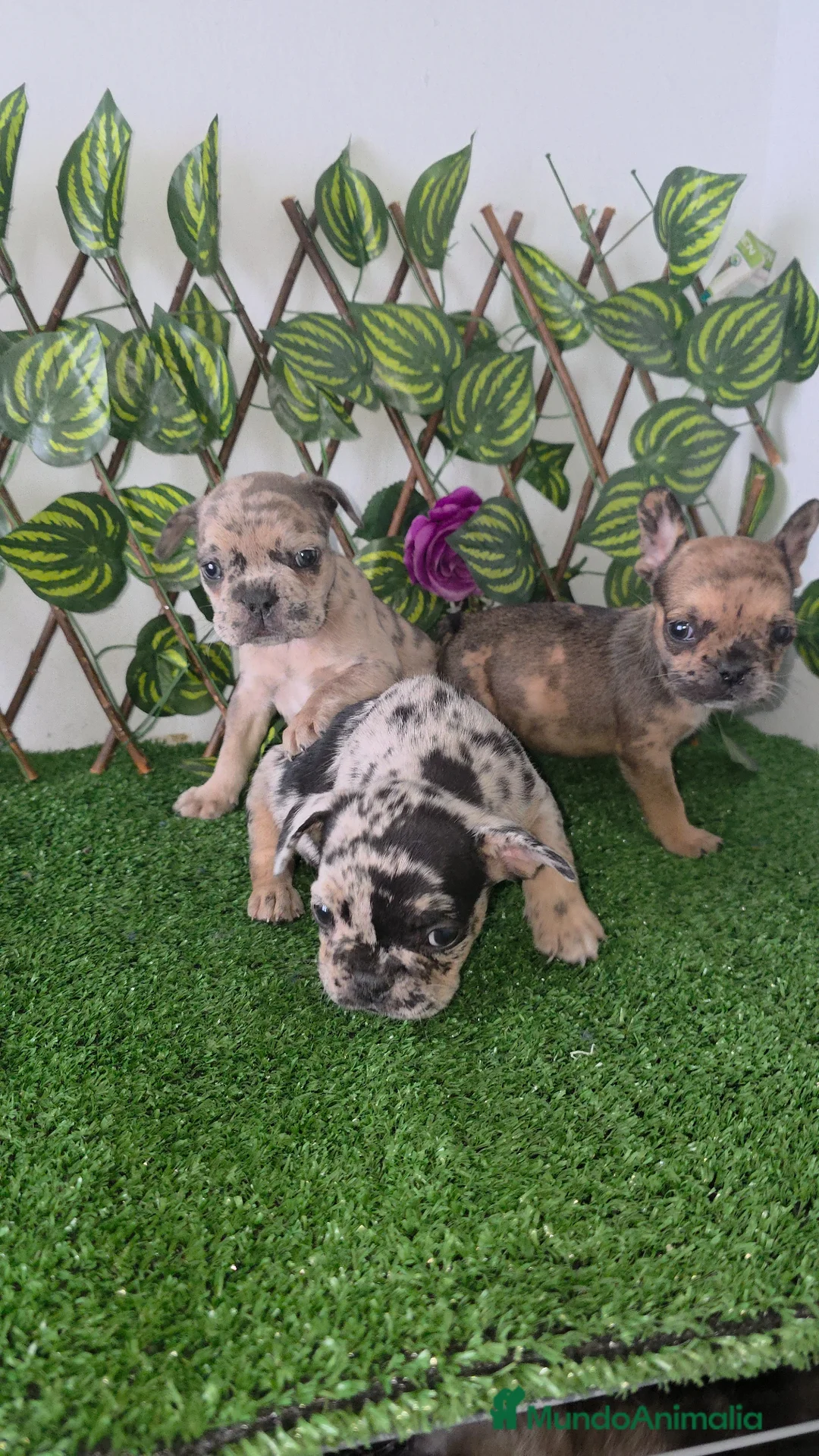 Bulldog Francés perros en venta: Frenchis - Anuncio 1