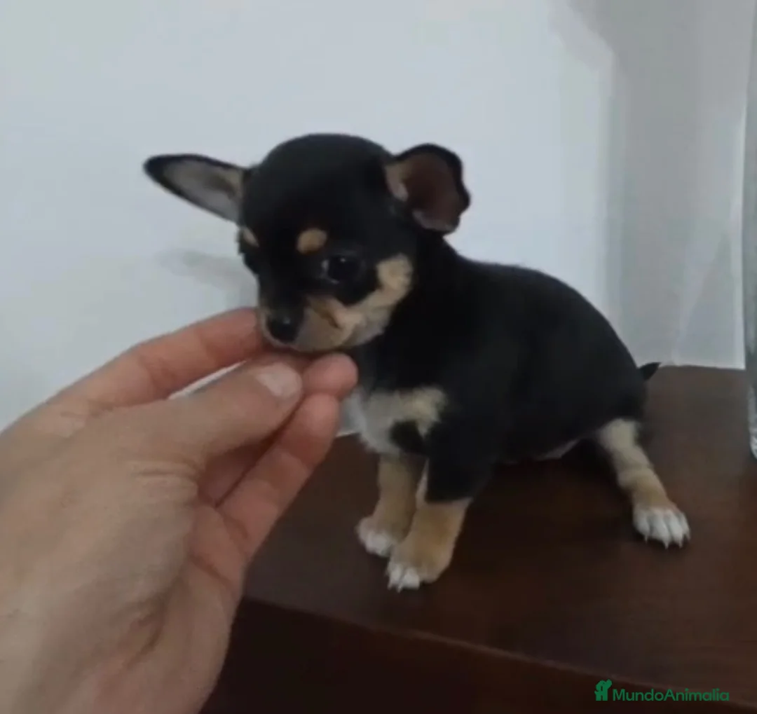 Chihuahua perros en venta: Chihuahua  - Anuncio 2