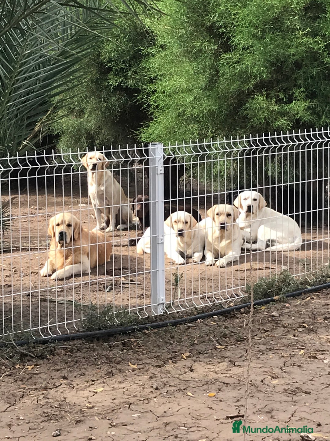 Golden Retriever perros en venta: Cachorros golden con pedigree  - Anuncio 4