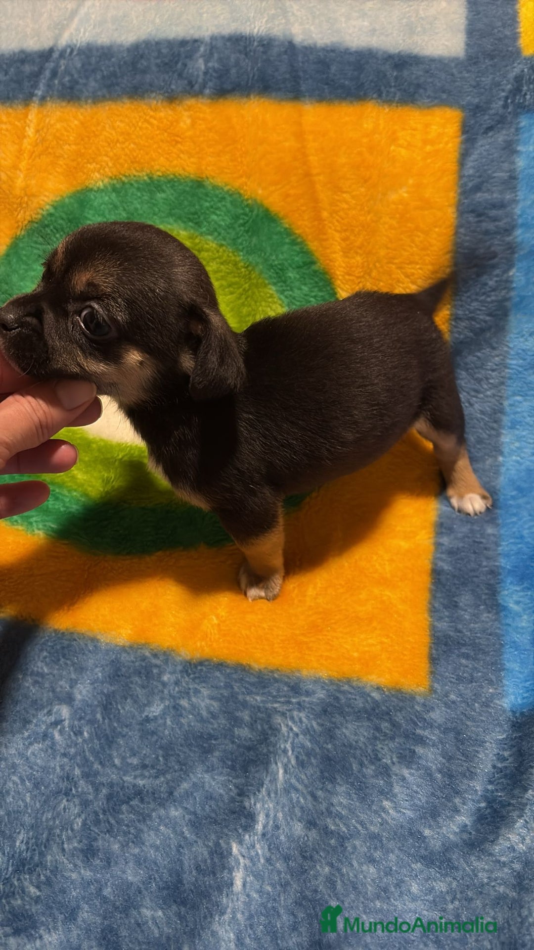 Pinscher Miniatura perros en venta: Pinscher miniatura tricolor - Anuncio 11