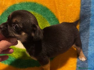 Pinscher Miniatura perros Pinscher miniatura tricolor - Anuncio 1