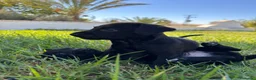 Raza Mixta perros en venta: Excelentes cachorros garabitos  - Anuncio 5