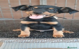 Pinscher Miniatura perros en venta: MACHO MINI PINCHER TOY - Imagen 2