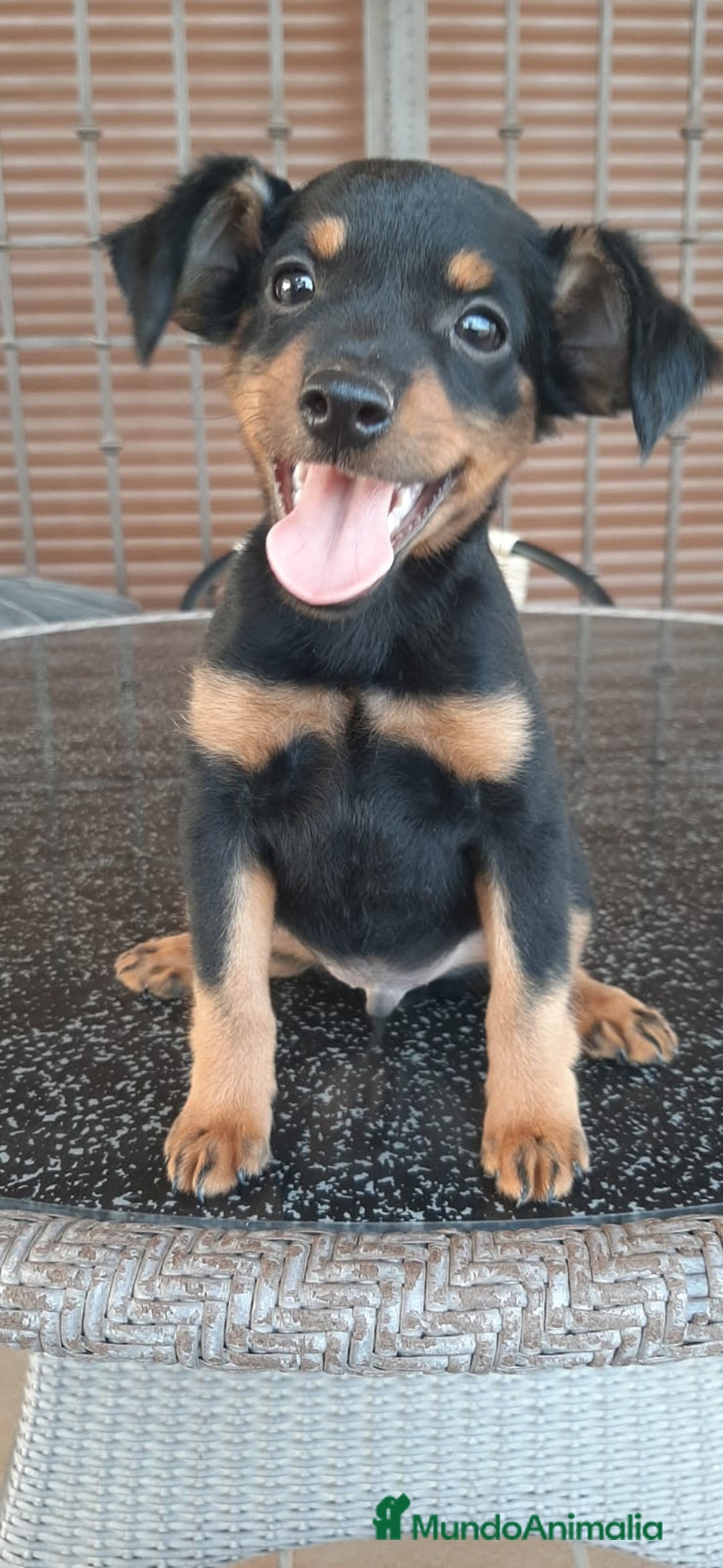 Pinscher Miniatura perros en venta: MACHO MINI PINCHER TOY - Imagen 2