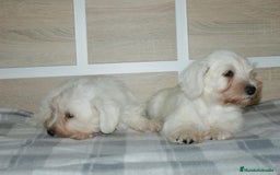 Pinscher Miniatura perros en venta: CACHORRITOS DE SCHNAUZER MINIATURA  - Imagen 11