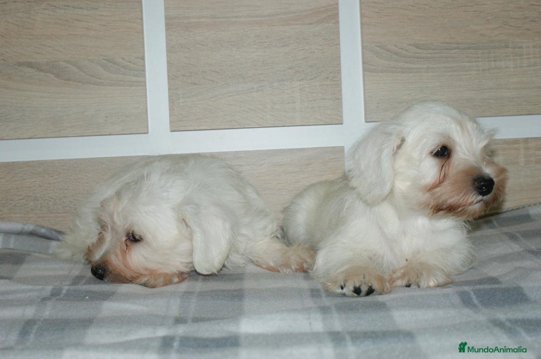 Pinscher Miniatura perros en venta: CACHORRITOS DE SCHNAUZER MINIATURA  - Imagen 11