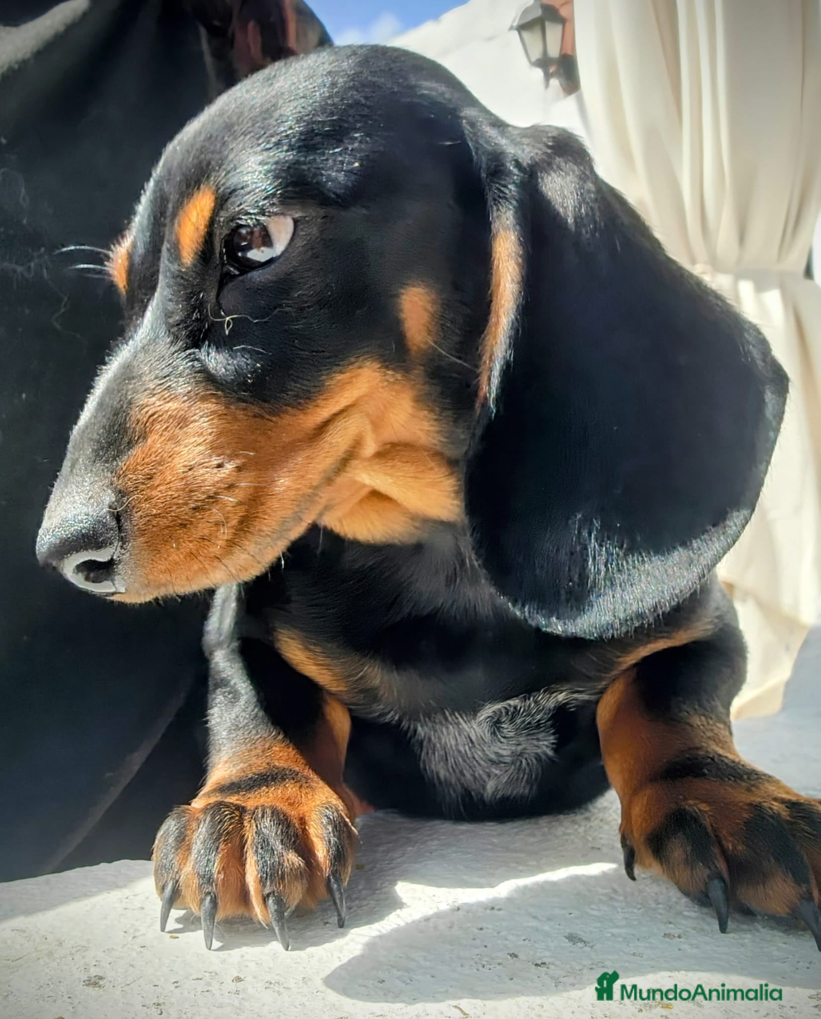 Teckel perros Teckel kanichen precio real  - Anuncio 1