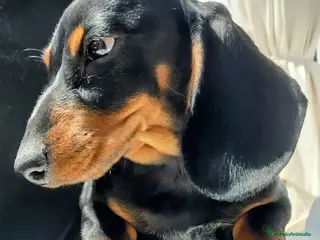 Teckel perros Teckel kanichen precio real - Anuncio 1