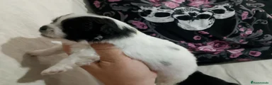 Pomchi Cachorro 3
