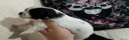 Pomchi perros en venta: Camada de pomchi con pomerania  - Anuncio 1