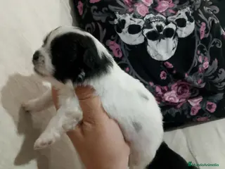 Pomchi perros Camada de pomchi con pomerania - Anuncio 2
