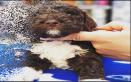 Perro de Agua Portugués perros en venta: LAGOTTO ROMAGNOLO - Imagen 8