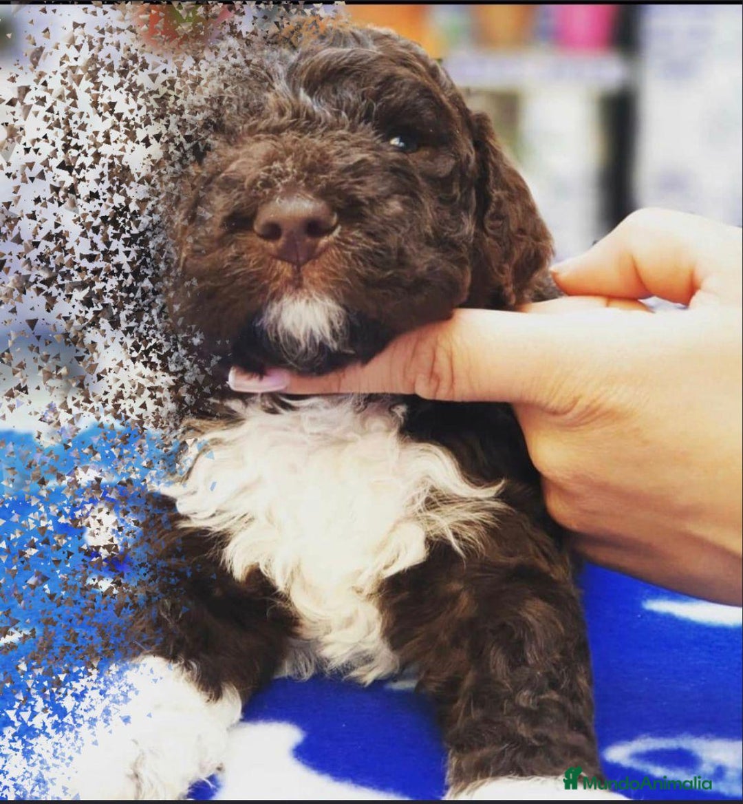Perro de Agua Portugués perros en venta: LAGOTTO ROMAGNOLO - Imagen 8